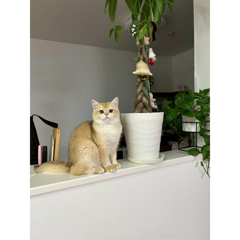 クッパちゃん1枚目