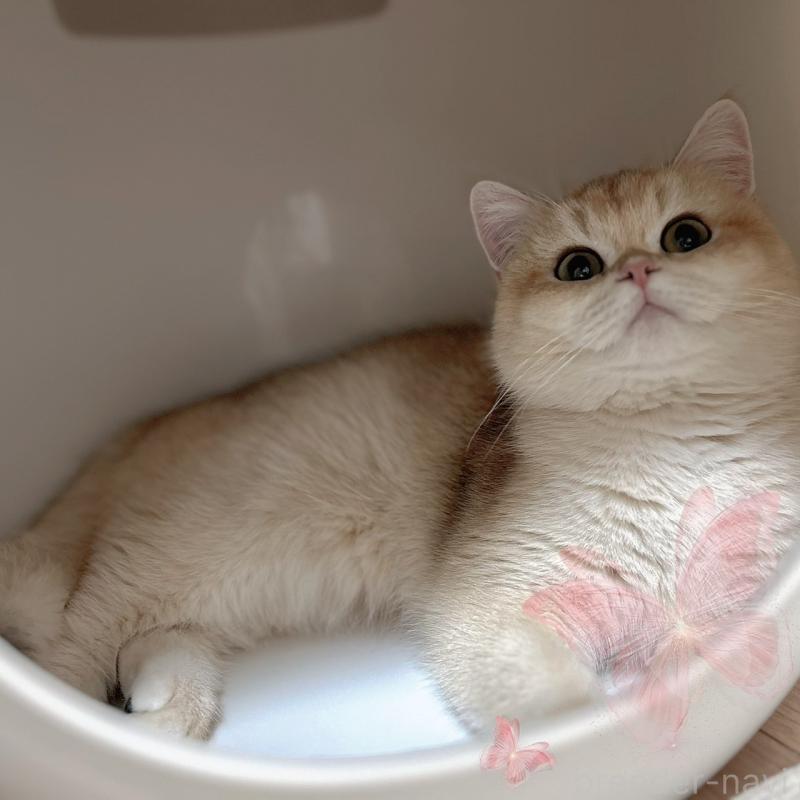 クッパちゃん1枚目