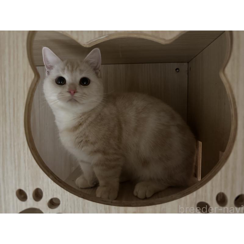 成約済の千葉県のマンチカン(短足)-119184の2枚目