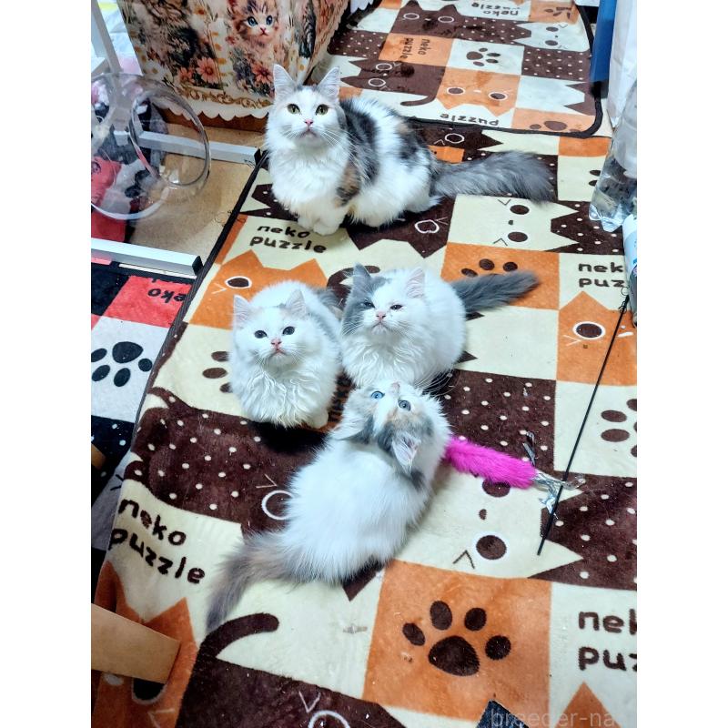 販売中の千葉県のミヌエット-134475の2枚目