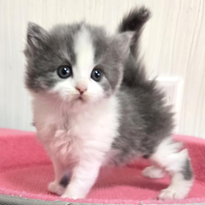 販売中の福岡県のスコティッシュフォールド-134442の7枚目