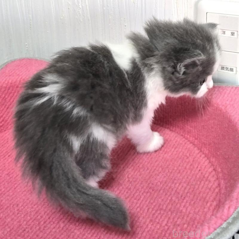 販売中の福岡県のスコティッシュフォールド-134442の6枚目