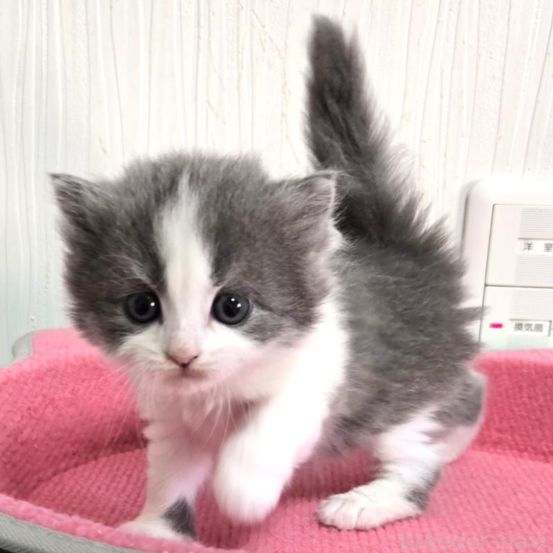 販売中の福岡県のスコティッシュフォールド-134442の5枚目