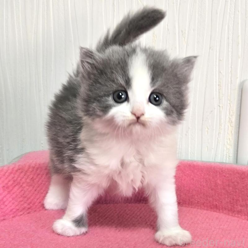 販売中の福岡県のスコティッシュフォールド-134442の4枚目