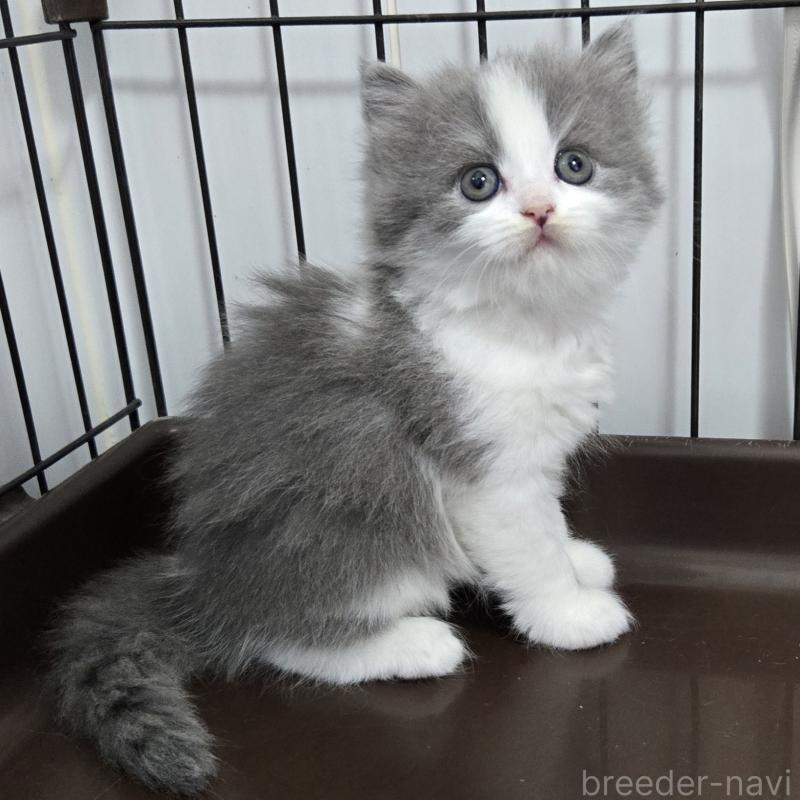 販売中の福岡県のスコティッシュフォールド-134442の3枚目