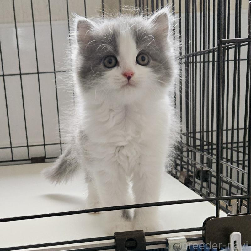 販売中の福岡県のスコティッシュフォールド-134442の1枚目