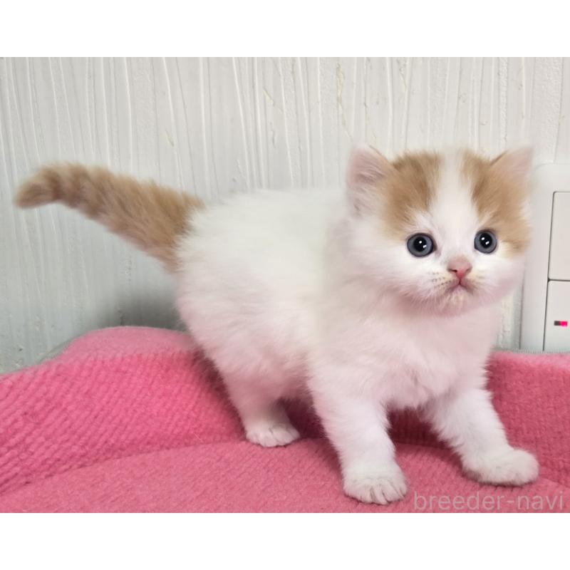 販売中の福岡県のスコティッシュフォールド-134443の6枚目