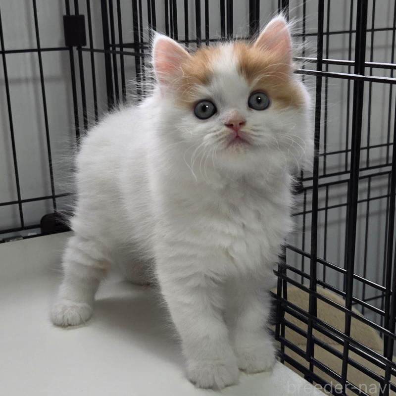 販売中の福岡県のスコティッシュフォールド-134443の2枚目