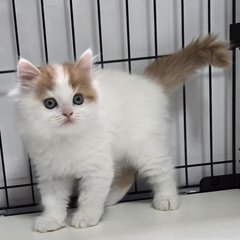 販売中の福岡県のスコティッシュフォールド-134443