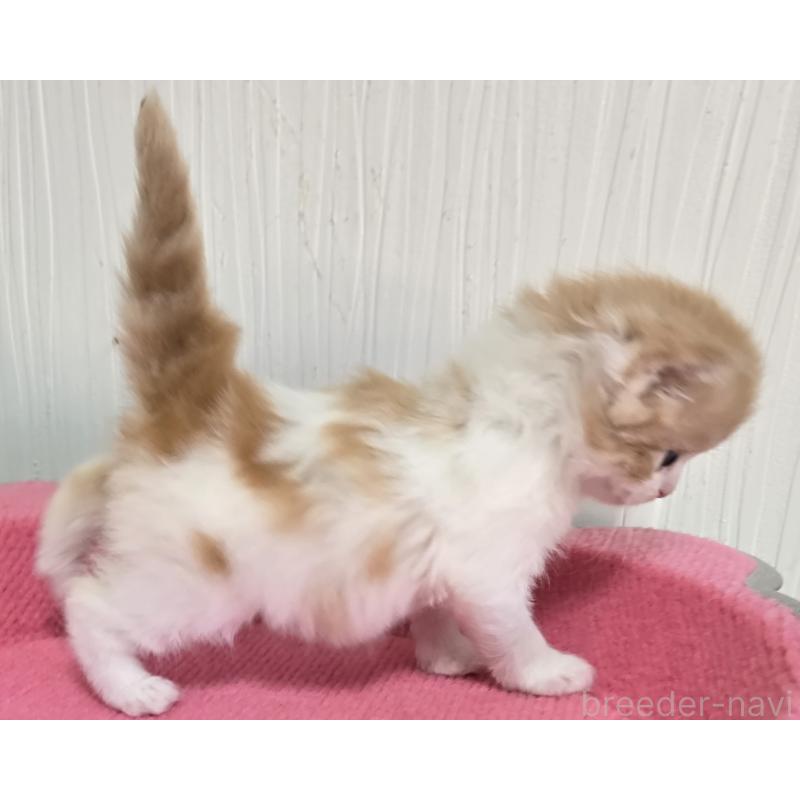 販売中の福岡県のスコティッシュフォールド-134444の6枚目