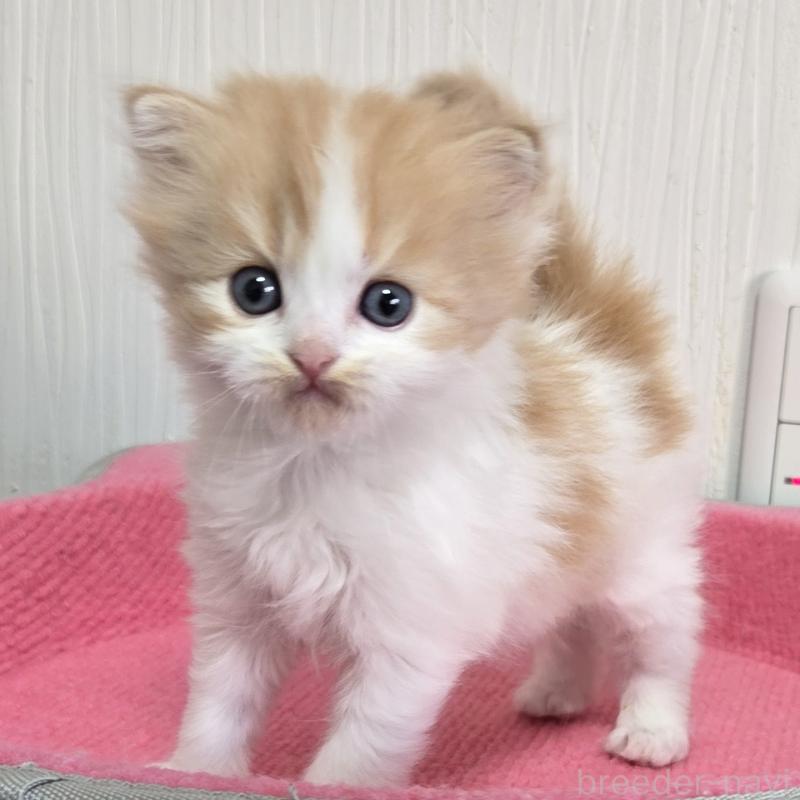 販売中の福岡県のスコティッシュフォールド-134444の5枚目