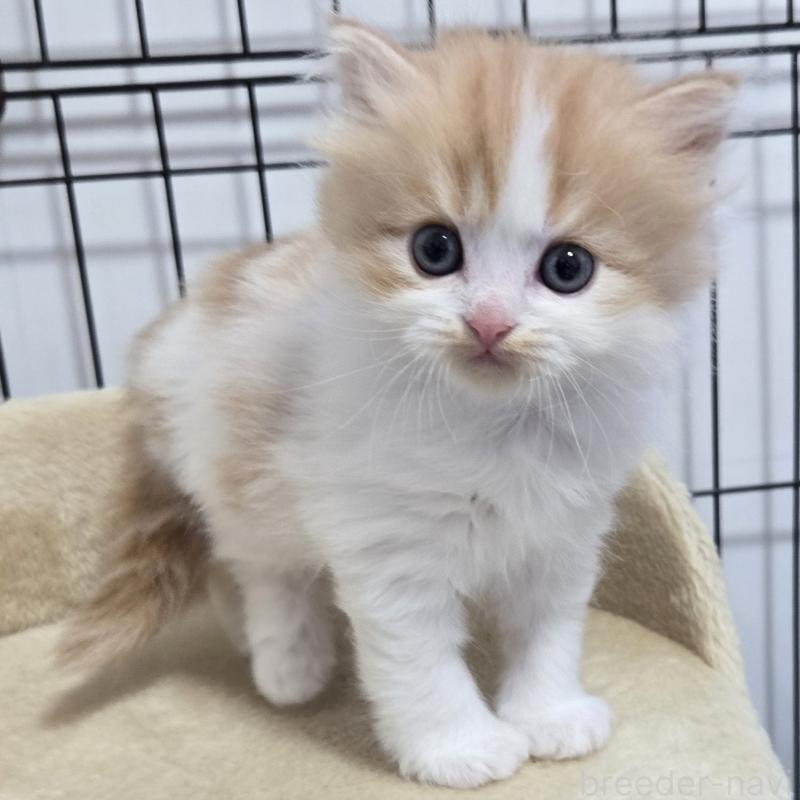 販売中の福岡県のスコティッシュフォールド-134444の4枚目