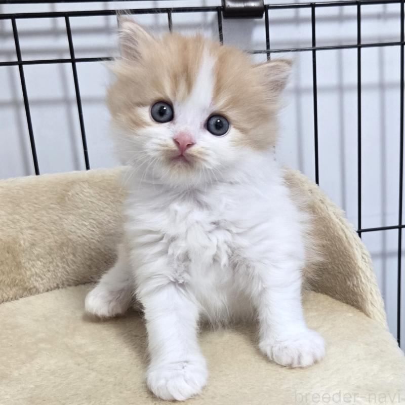 販売中の福岡県のスコティッシュフォールド-134444の3枚目