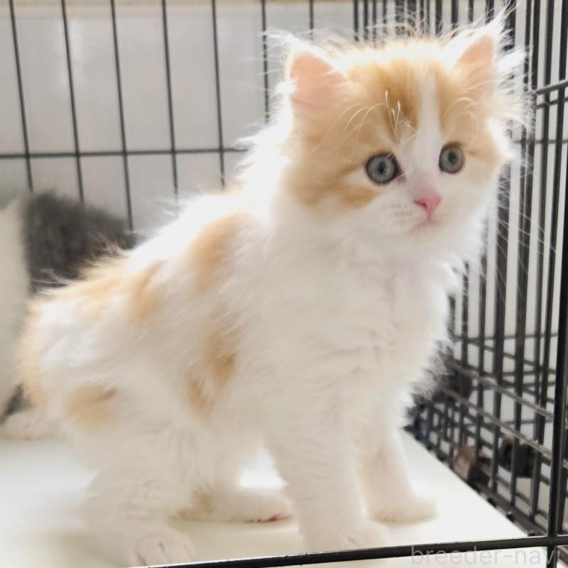 販売中の福岡県のスコティッシュフォールド-134444の2枚目