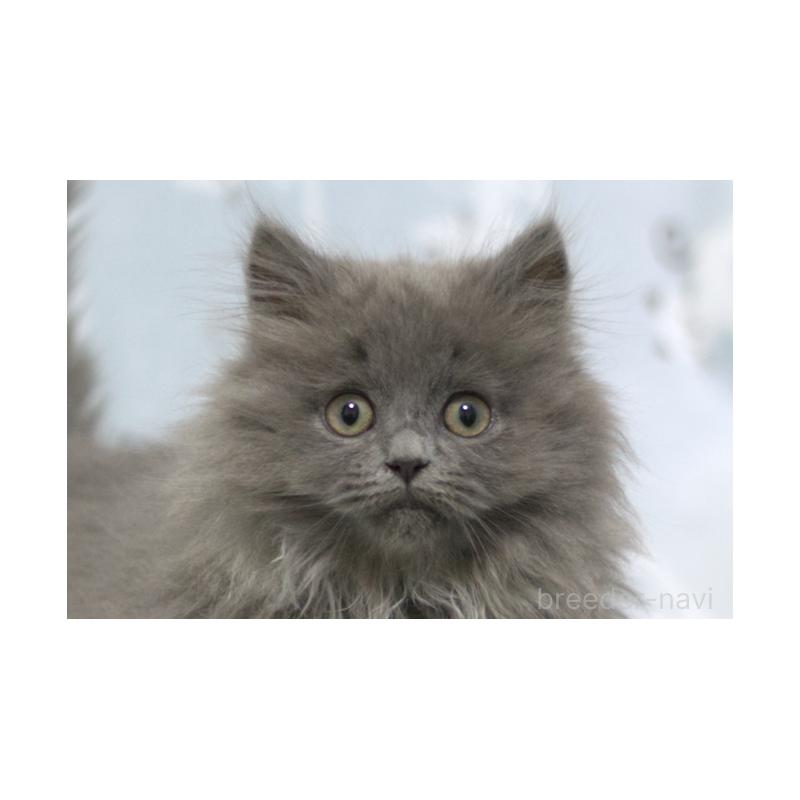 成約済の群馬県のミヌエット-131388の4枚目