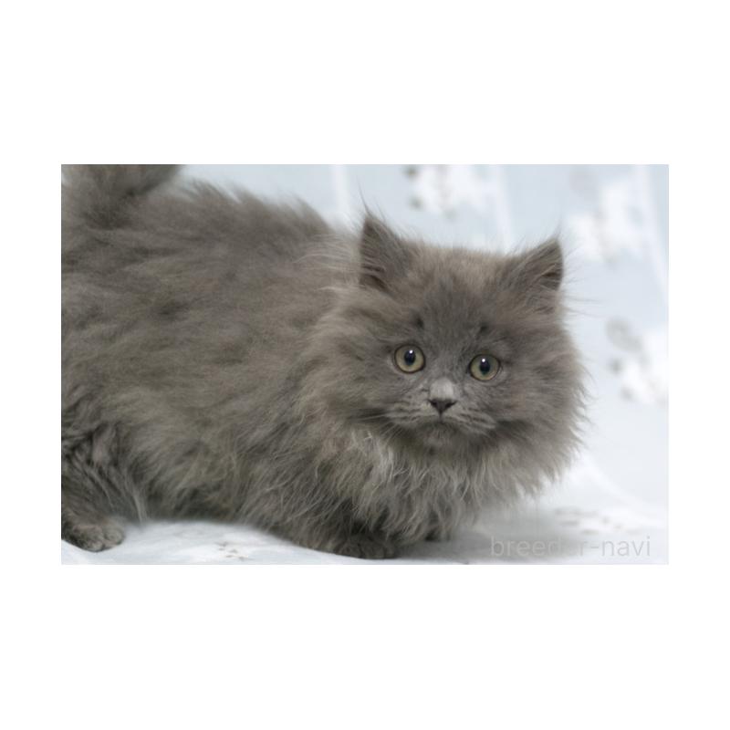 成約済の群馬県のミヌエット-131388の3枚目