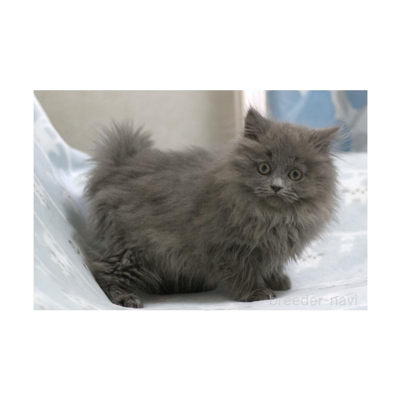 成約済の群馬県のミヌエット-131388の2枚目