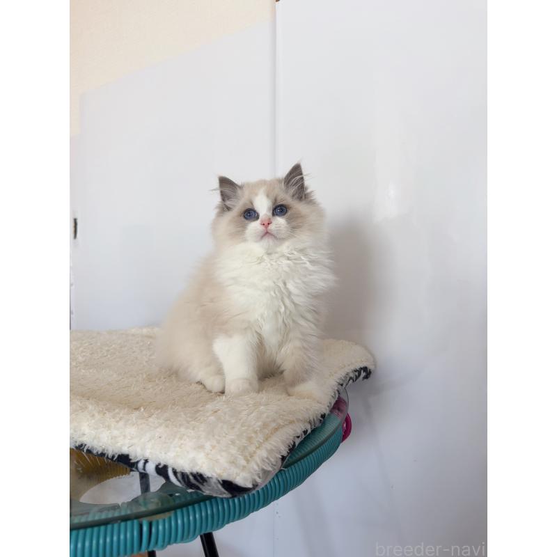 販売中の福岡県のラグドール-131397