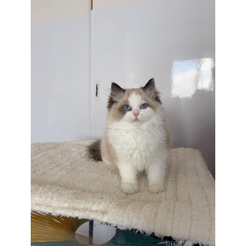 販売中の福岡県のラグドール-130333