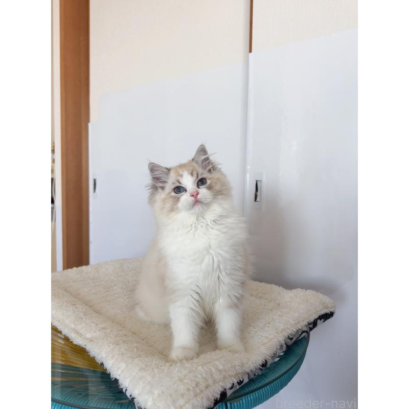 販売中の福岡県のラグドール-130332