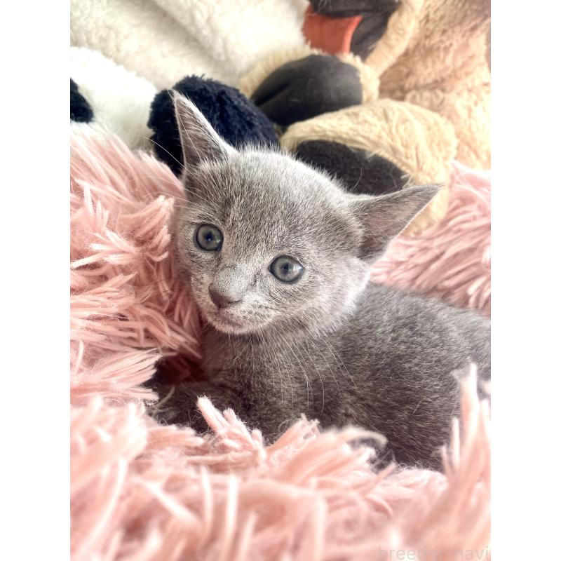 商談中の東京都のロシアンブルー-133326の44枚目