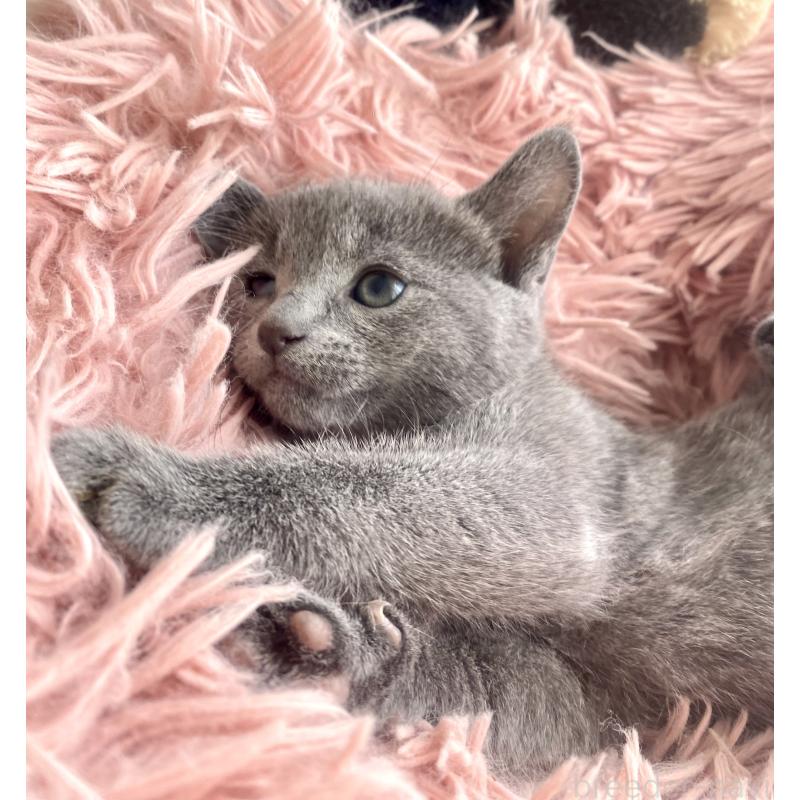 商談中の東京都のロシアンブルー-133326の43枚目