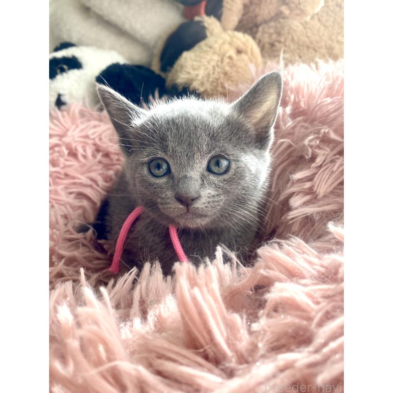 商談中の東京都のロシアンブルー-133326の42枚目