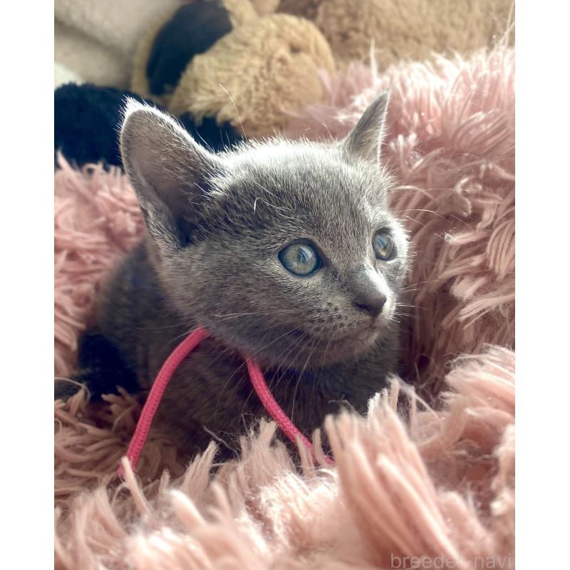 商談中の東京都のロシアンブルー-133326の41枚目