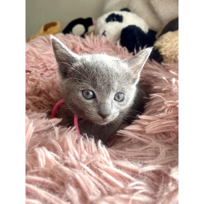 商談中の東京都のロシアンブルー-133326の40枚目