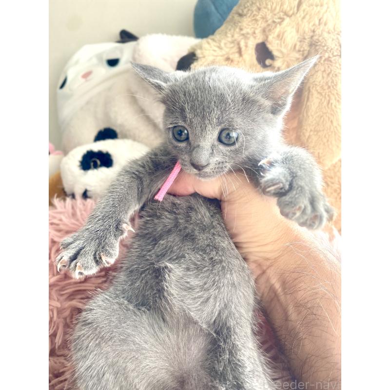 商談中の東京都のロシアンブルー-133326の39枚目