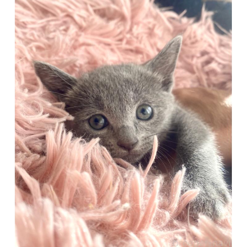 販売中の東京都のロシアンブルー-133326