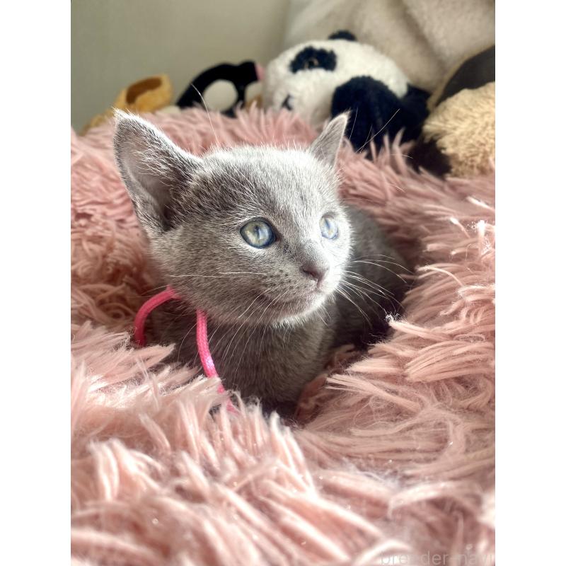 商談中の東京都のロシアンブルー-133326の37枚目