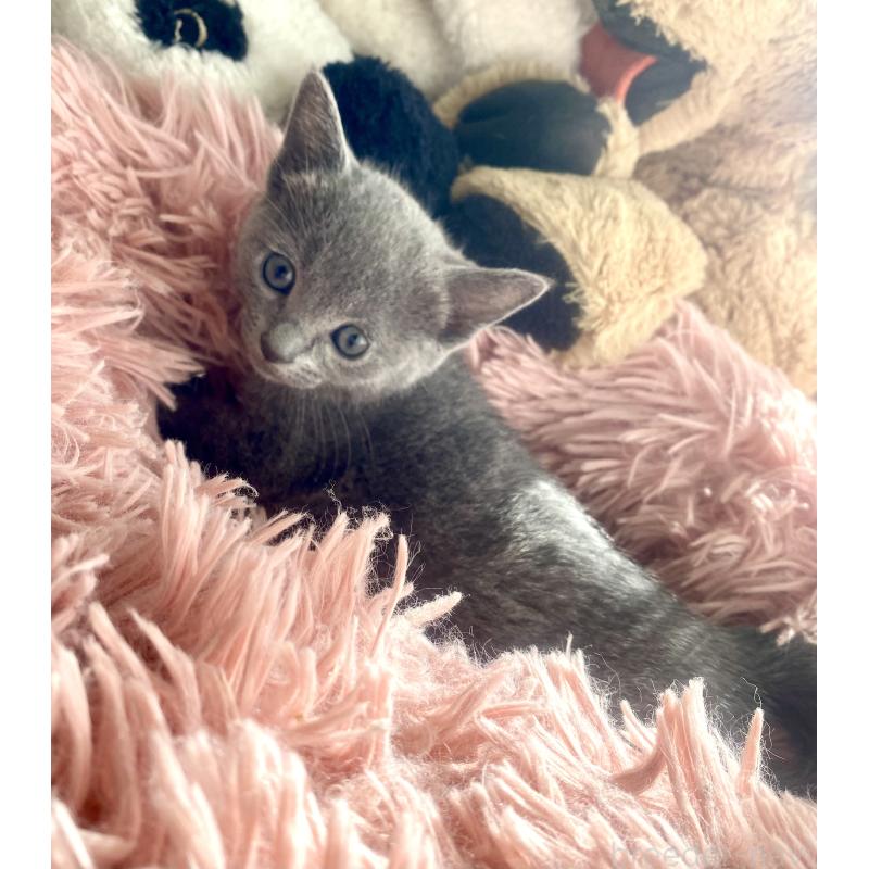 商談中の東京都のロシアンブルー-133326の36枚目