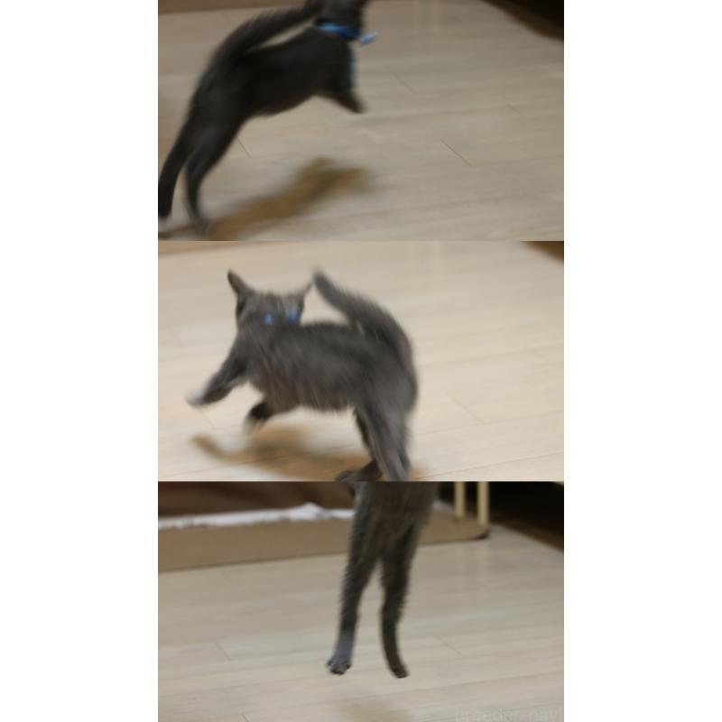 成約済の大阪府のロシアンブルー-134207の4枚目