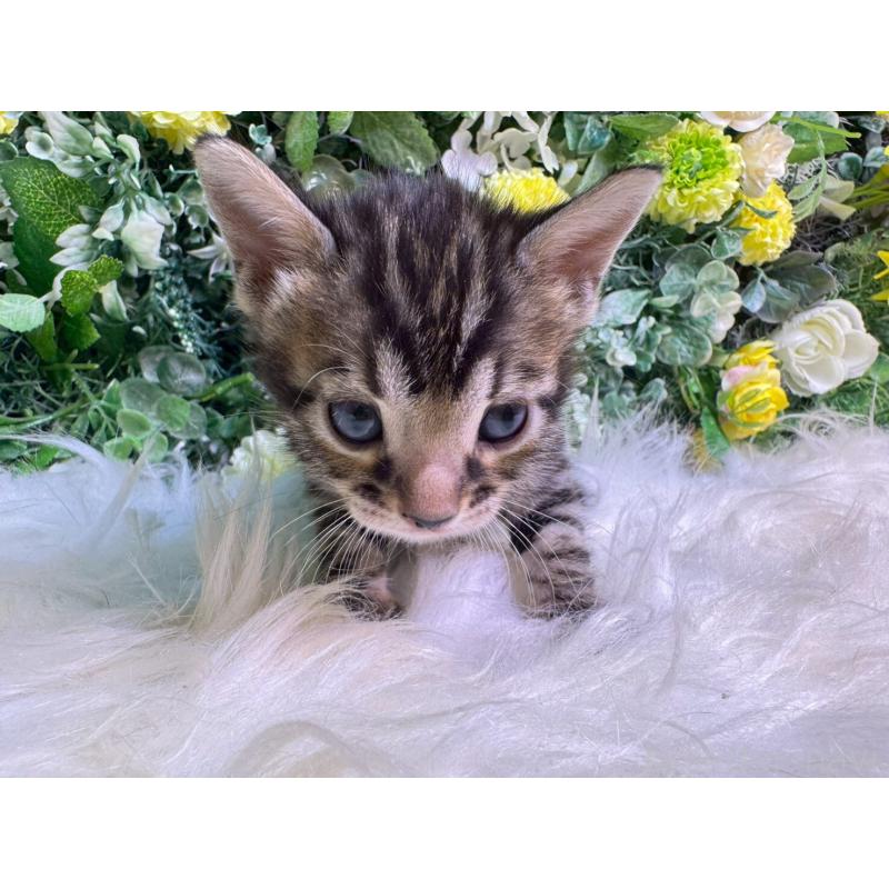 販売中の愛媛県のベンガル-134478の15枚目