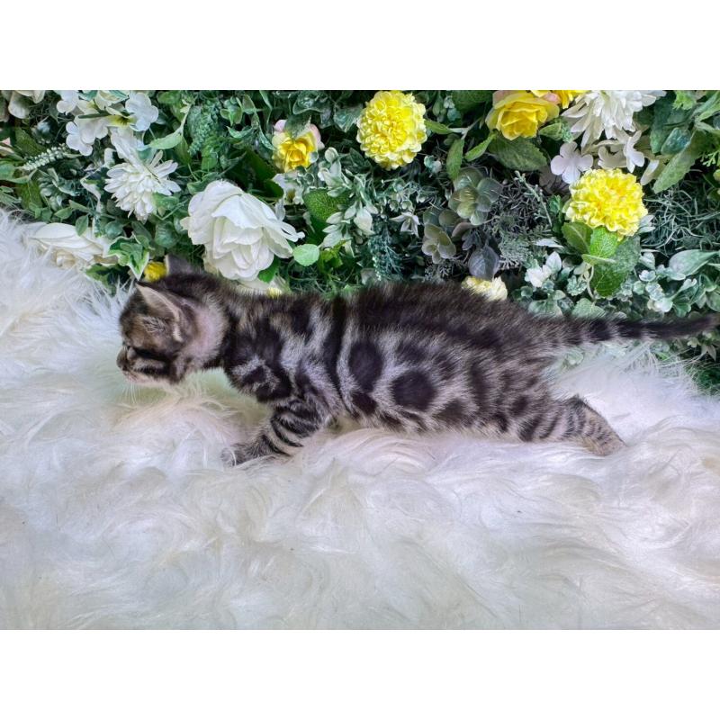 販売中の愛媛県のベンガル-134478の13枚目