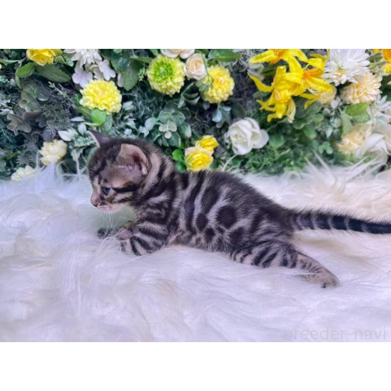 販売中の愛媛県のベンガル-134478の12枚目