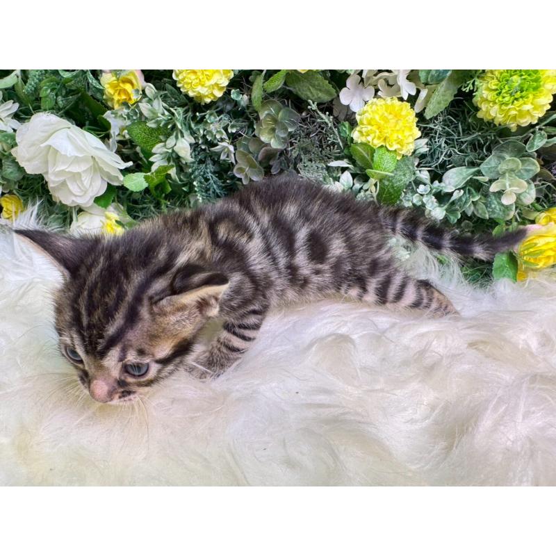 販売中の愛媛県のベンガル-134478の11枚目