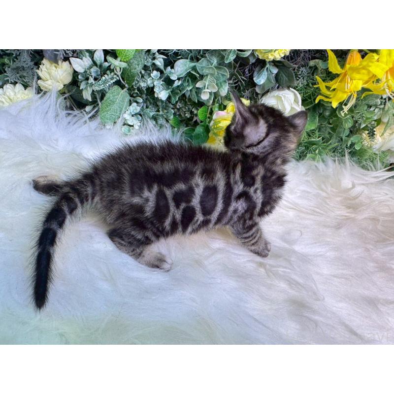 販売中の愛媛県のベンガル-134478の10枚目