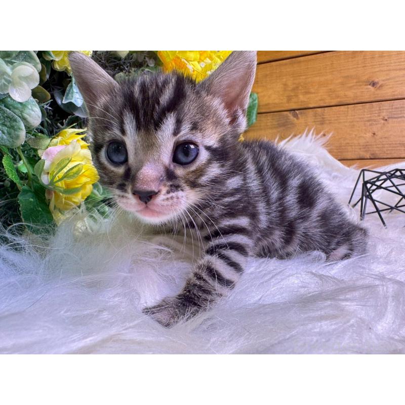 販売中の愛媛県のベンガル-134478の9枚目