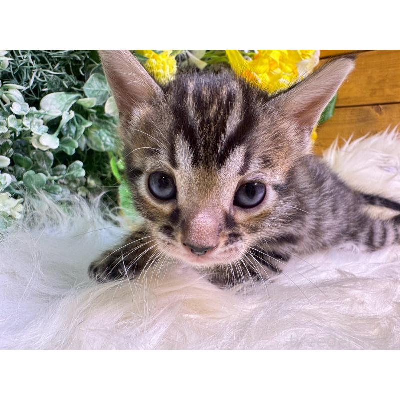 販売中の愛媛県のベンガル-134478の8枚目