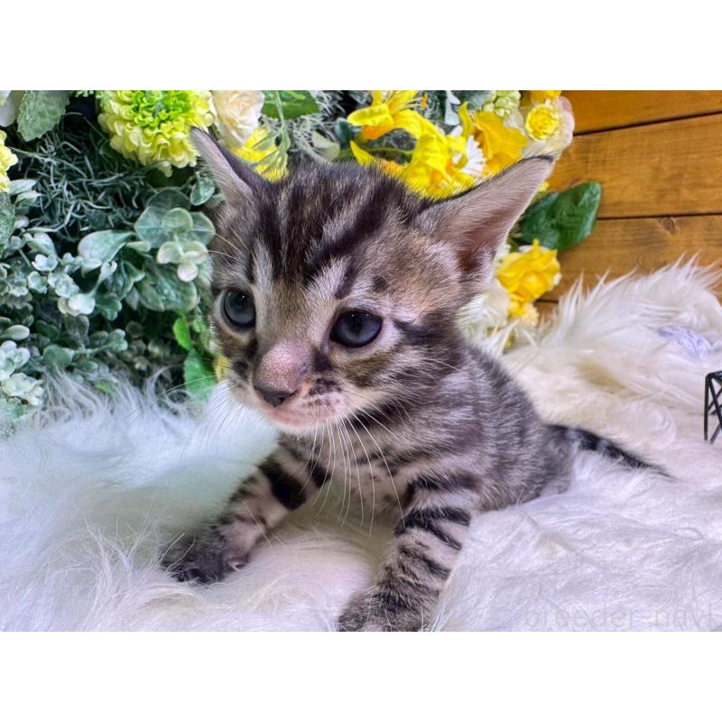 販売中の愛媛県のベンガル-134478の7枚目