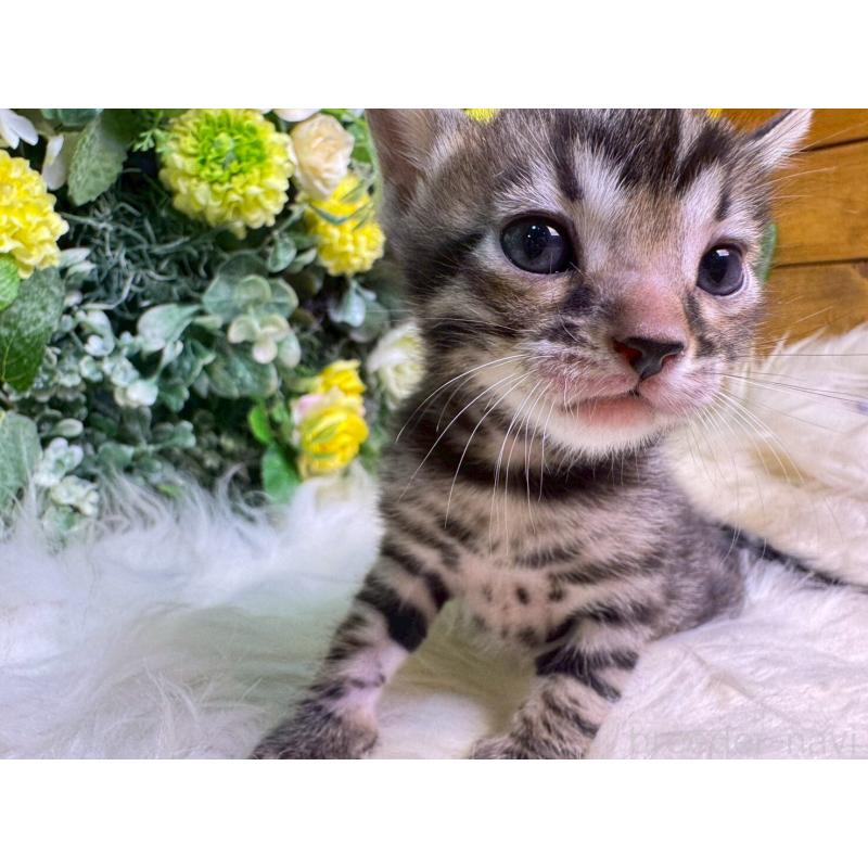 販売中の愛媛県のベンガル-134478の6枚目