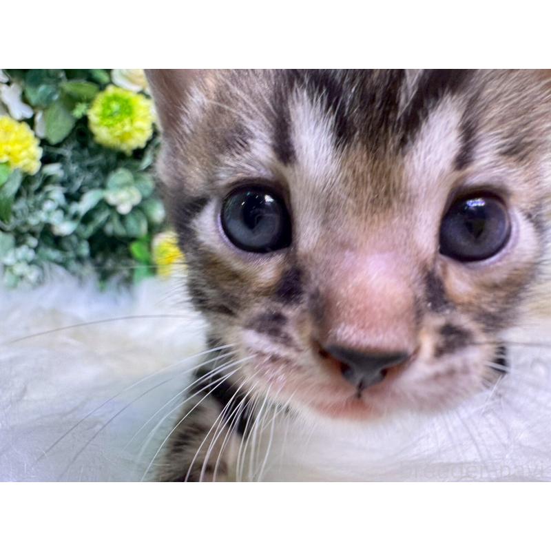 販売中の愛媛県のベンガル-134478の5枚目