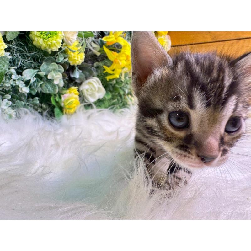 販売中の愛媛県のベンガル-134478の4枚目