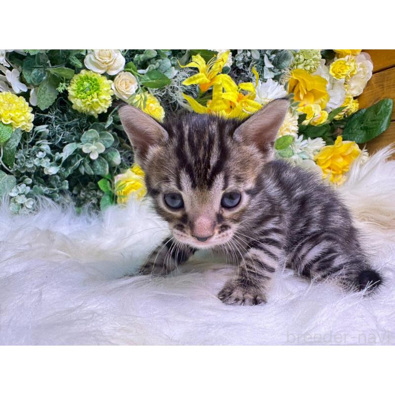 販売中の愛媛県のベンガル-134478の3枚目