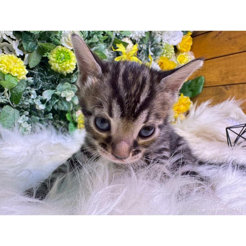 販売中の愛媛県のベンガル-134478の2枚目