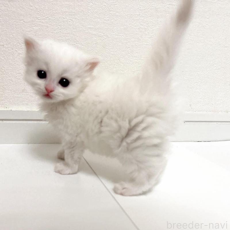 販売中の愛知県のミヌエット-134479