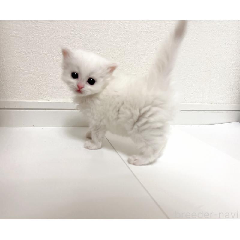 販売中の愛知県のミヌエット-134479の2枚目