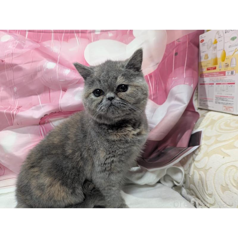 販売中の大阪府のエキゾチックショートヘア-125768の3枚目